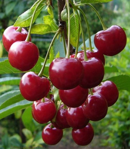 Вишня обыкновенная Ровесница